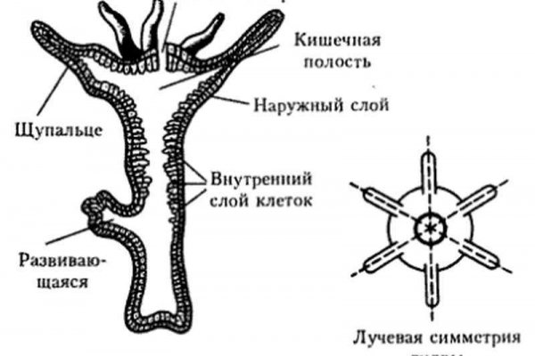 Kra31.gl